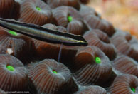Cleaning Goby / Elacatinus genie / Marina Hemingway, März 19, 2008 (1/100 sec at f / 13, 105 mm)