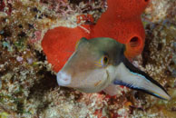 Sharpnose Puffer / Canthigaster rostrata / Marina Hemingway, März 19, 2008 (1/100 sec at f / 13, 105 mm)