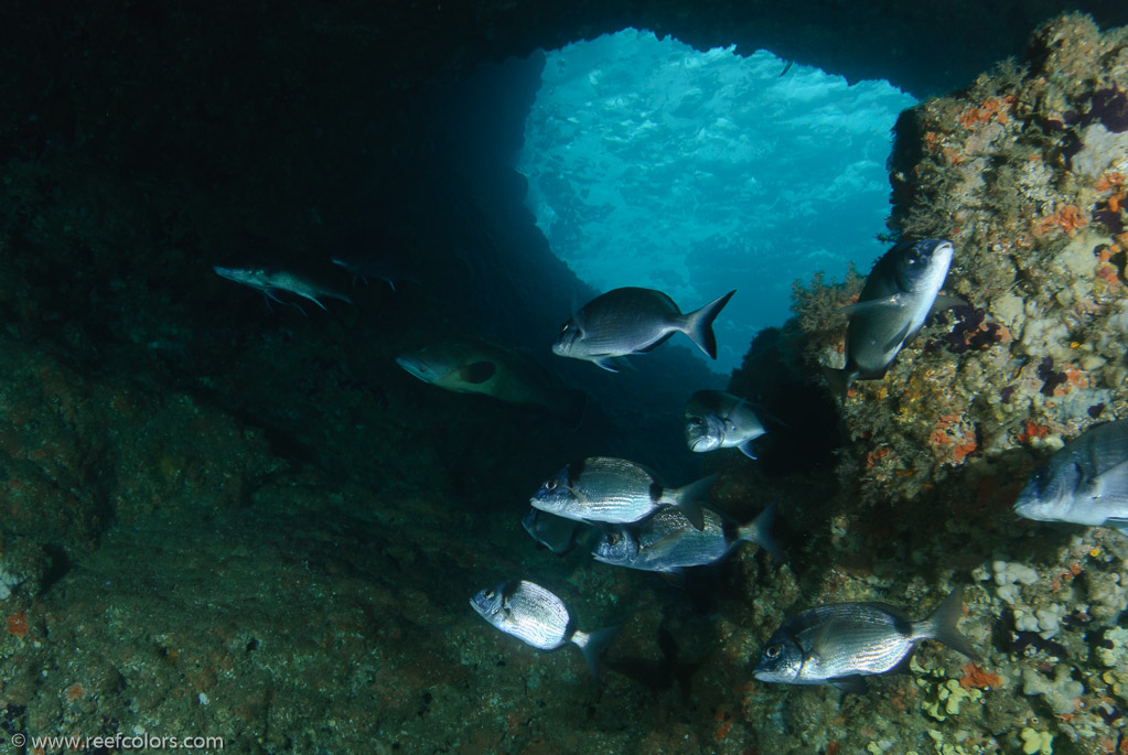 Islas Medas, Dolphin Cave, Costa Brava, Spain;  1/60 sec at f / 6,3, 20 mm