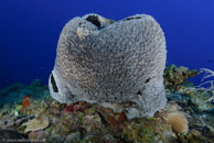 Black-Ball Sponge / Ircinia strobilina / Mystic Chain, März 22, 2008 (1/80 sec at f / 5,6, 10 mm)