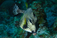 Smooth Trunkfish / Rhinesomus triqueter / Paraiso Perdito, März 23, 2008 (1/80 sec at f / 10, 62 mm)