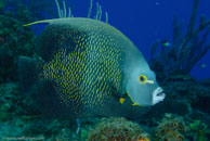 French Angelfish / Pomacanthus paru / Paraiso Perdito, März 23, 2008 (1/80 sec at f / 10, 50 mm)