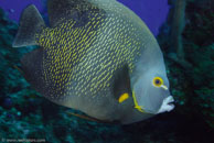 French Angelfish / Pomacanthus paru / Paraiso Perdito, März 23, 2008 (1/80 sec at f / 10, 50 mm)