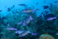 Creole Wrasse / Clepticus parrae / Paraiso Perdito, März 23, 2008 (1/80 sec at f / 10, 32 mm)