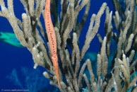 Trumpetfish / Aulostomus maculatus / Paraiso Perdito, März 23, 2008 (1/80 sec at f / 8,0, 50 mm)