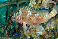 Red hind / Epinephelus guttatus / Yemaya, März 23, 2008 (1/80 sec at f / 9,0, 62 mm)