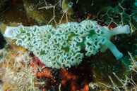 Lettuce Sea Slug / Elysia crispata / Yemaya, März 23, 2008 (1/80 sec at f / 10, 62 mm)