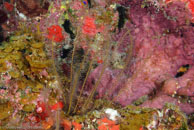 Golden Crinoid / Davidaster rubiginosus / Las Cuevas de Pipo, März 24, 2008 (1/80 sec at f / 7,1, 38 mm)