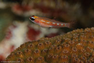 Masked Goby / Coryphopterus personatus / El Salon de Maria, März 25, 2008 (1/100 sec at f / 10, 105 mm)