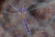 Pederson Cleaner Shrimp / Periclimenes pedersoni / El Valle del Coral, März 25, 2008 (1/100 sec at f / 13, 105 mm)