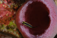 Yellowprow Goby / Gobiosoma xanthiprora / El Valle del Coral, März 25, 2008 (1/100 sec at f / 13, 105 mm)