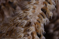 Knobby Sea Rod / Eunicea spp. / El Valle del Coral, März 25, 2008 (1/100 sec at f / 13, 105 mm)