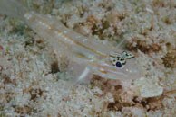 Bridled goby / Coryphopterus glaucofraenum / El Valle del Coral, März 25, 2008 (1/100 sec at f / 13, 105 mm)