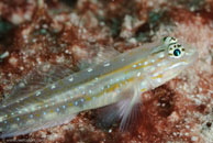 Bridled goby / Coryphopterus glaucofraenum / El Valle del Coral, März 25, 2008 (1/100 sec at f / 13, 105 mm)