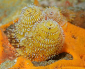 Christmas tree worm / Spirobranchus giganteus / El Valle del Coral, März 25, 2008 (1/100 sec at f / 13, 105 mm)