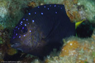 Yellowtail Damselfish / Microspathodon chrysurus / El Elcanto 2, März 26, 2008 (1/100 sec at f / 11, 105 mm)