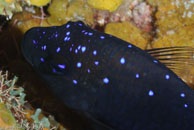 Yellowtail Damselfish / Microspathodon chrysurus / El Elcanto 2, März 26, 2008 (1/100 sec at f / 11, 105 mm)