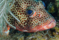 Red hind / Epinephelus guttatus / El Elcanto 2, März 26, 2008 (1/100 sec at f / 11, 105 mm)