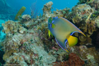 Queen angelfish / Holacanthus ciliaris / Fish Cave Reef, März 08, 2008 (1/60 sec at f / 7,1, 20 mm)