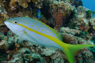 Yellowtail Snapper / Ocyurus chrysurus / Fish Cave Reef, März 08, 2008 (1/60 sec at f / 7,1, 20 mm)