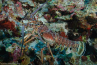 Caribbean spiny lobster / Panulirus argus / Fish Cave Reef, März 08, 2008 (1/60 sec at f / 7,1, 20 mm)