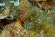 Diamond Blenny / Malacoctenus boehlkei / Bahia de Cochinos, März 09, 2008 (1/100 sec at f / 10, 105 mm)