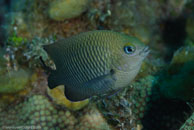 Threespot Damselfish / Stegastes planifrons / Bahia de Cochinos, März 09, 2008 (1/100 sec at f / 10, 105 mm)