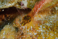 Diamond Blenny / Malacoctenus boehlkei / Bahia de Cochinos, März 09, 2008 (1/100 sec at f / 10, 105 mm)