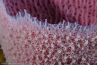 Pink Vase Sponge / Niphates digitalis / Bahia de Cochinos, März 09, 2008 (1/100 sec at f / 10, 105 mm)