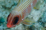 Squirrelfish / Holocentrus adscensionis / Bahia de Cochinos, März 09, 2008 (1/100 sec at f / 10, 105 mm)