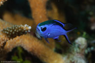 Blue Chromis / Chromis cyanea / Bahia de Cochinos, März 09, 2008 (1/100 sec at f / 10, 105 mm)