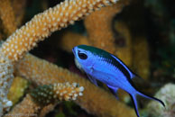 Blue Chromis / Chromis cyanea / Bahia de Cochinos, März 09, 2008 (1/100 sec at f / 10, 105 mm)