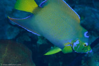 Queen angelfish / Holacanthus ciliaris / Bahia de Cochinos, März 09, 2008 (1/100 sec at f / 13, 105 mm)