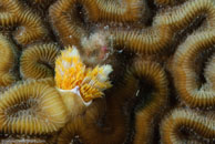 Christmas tree worm / Spirobranchus giganteus / Bahia de Cochinos, März 09, 2008 (1/100 sec at f / 10, 105 mm)