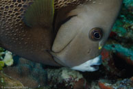 Gray angelfish / Pomacanthus arcuatus / Bahia de Cochinos, März 09, 2008 (1/100 sec at f / 13, 105 mm)