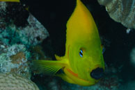  / Rock Beauty Holacanthus tricolor / Bahia de Cochinos, März 09, 2008 (1/100 sec at f / 13, 105 mm)