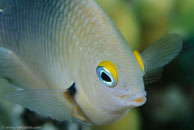  / Threespot Damselfish Stegastes planifrons / Bahia de Cochinos, März 09, 2008 (1/100 sec at f / 11, 105 mm)