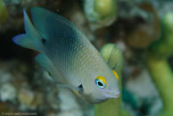 Threespot Damselfish / Stegastes planifrons / Bahia de Cochinos, März 09, 2008 (1/100 sec at f / 11, 105 mm)