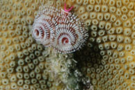 Christmas tree worm / Spirobranchus giganteus / Bahia de Cochinos, März 09, 2008 (1/100 sec at f / 11, 105 mm)