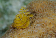 Christmas tree worm / Spirobranchus giganteus / Bahia de Cochinos, März 09, 2008 (1/100 sec at f / 11, 105 mm)