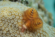 Christmas tree worm / Spirobranchus giganteus / Bahia de Cochinos, März 09, 2008 (1/100 sec at f / 11, 105 mm)