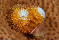 Christmas tree worm / Spirobranchus giganteus / Bahia de Cochinos, März 09, 2008 (1/100 sec at f / 11, 105 mm)