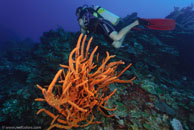 Scattered Pore Rope Sponge / Aplysina fulva / El Tanco, März 11, 2008 (1/100 sec at f / 9,0, 10 mm)