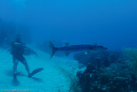 Great barracuda / Sphyraena barracuda / El Tanco, März 11, 2008 (1/100 sec at f / 9,0, 20 mm)