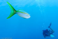 Yellowtail Snapper / Ocyurus chrysurus / Fish Cave Reef, März 11, 2008 (1/100 sec at f / 7,1, 20 mm)