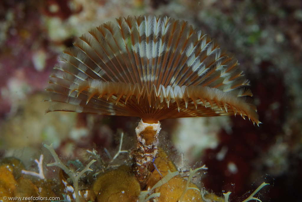 El Coral, Bahia de Cochinos, Cuba;  1/100 sec at f / 18, 105 mm