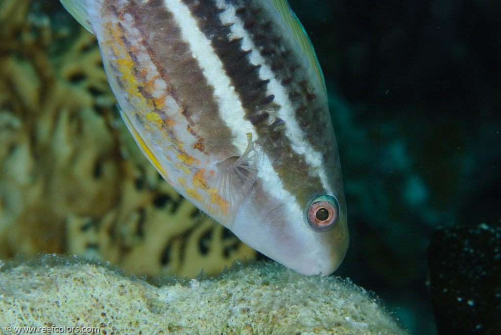 El Coral, Bahia de Cochinos, Cuba;  1/100 sec at f / 18, 105 mm