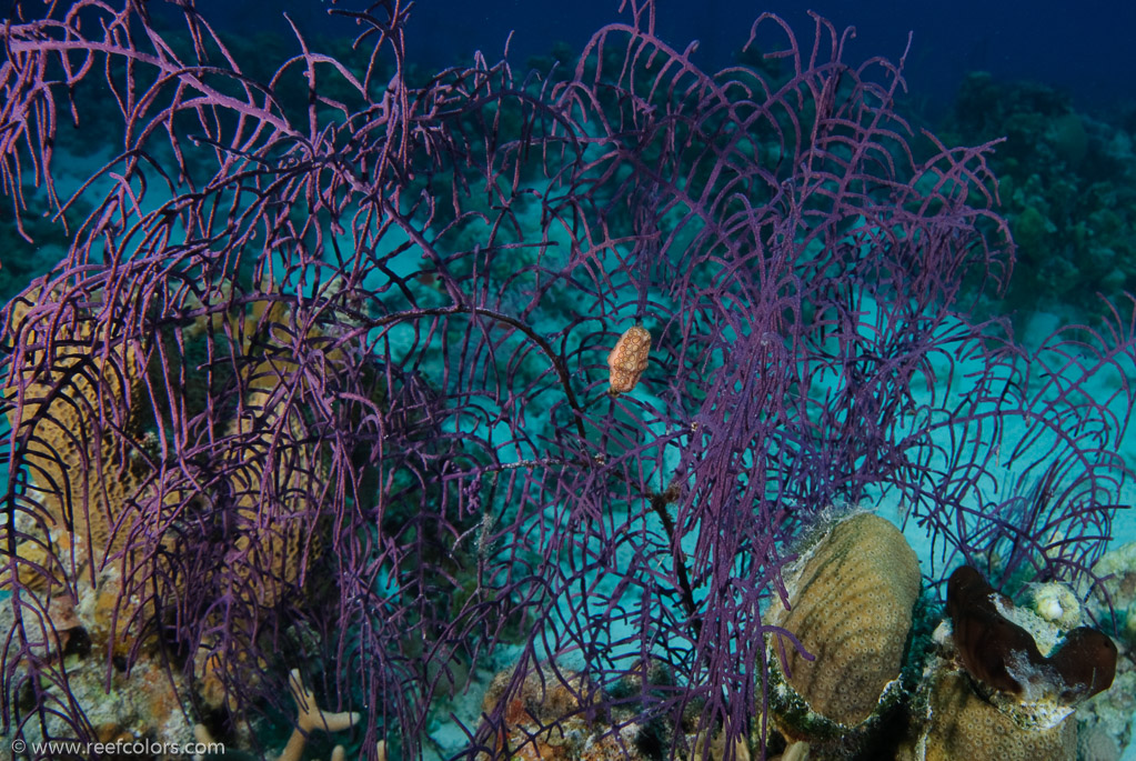 El Coral, Bahia de Cochinos, Cuba;  1/80 sec at f / 11, 20 mm