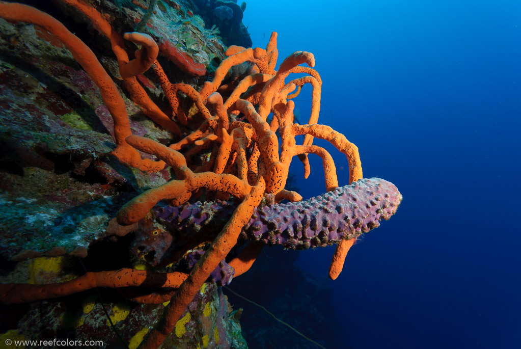 El Coral, Bahia de Cochinos, Cuba;  1/80 sec at f / 7,1, 10 mm