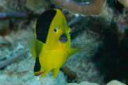 El Coral, Bahia de Cochinos, Cuba;  1/100 sec at f / 13, 105 mm